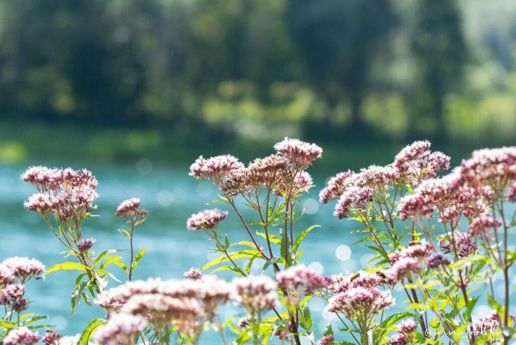 Comment les plantes peuvent améliorer votre sommeil : focus sur la valériane, la mélisse et la lavande