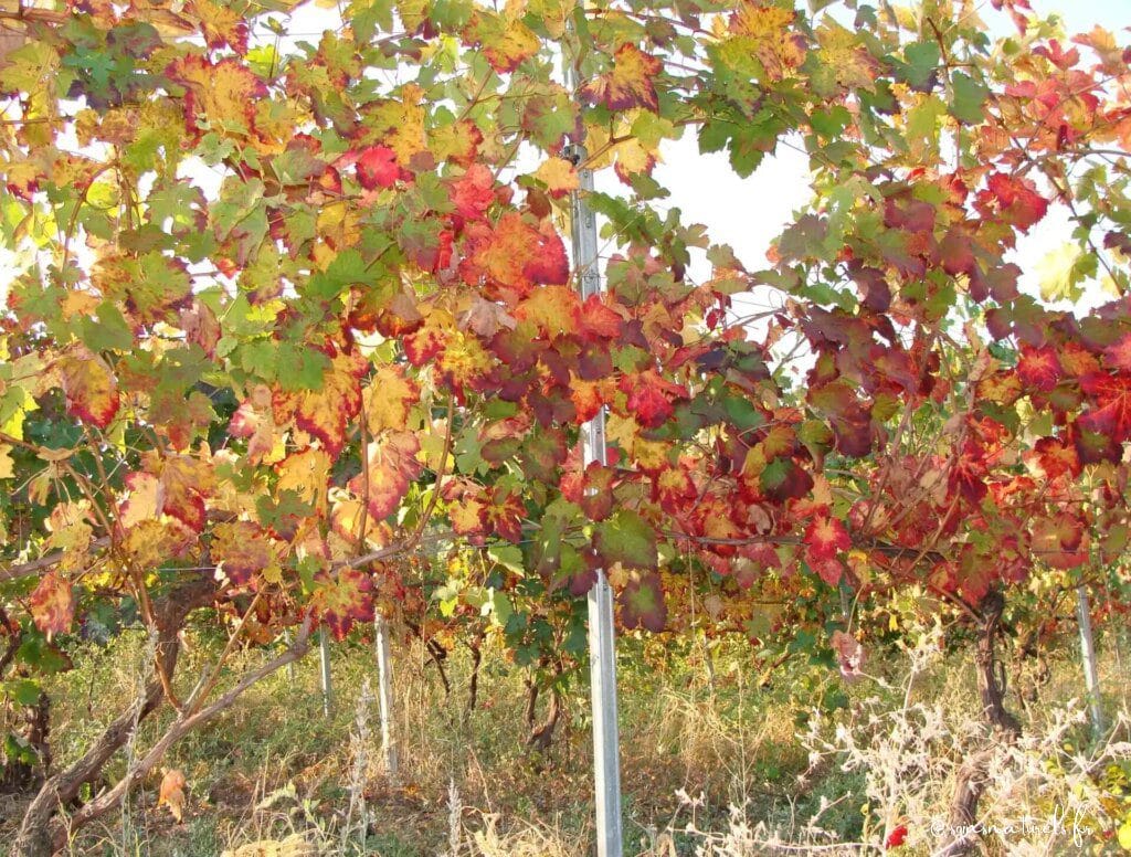 La vigne rouge, une alliée pour vos problèmes de circulation