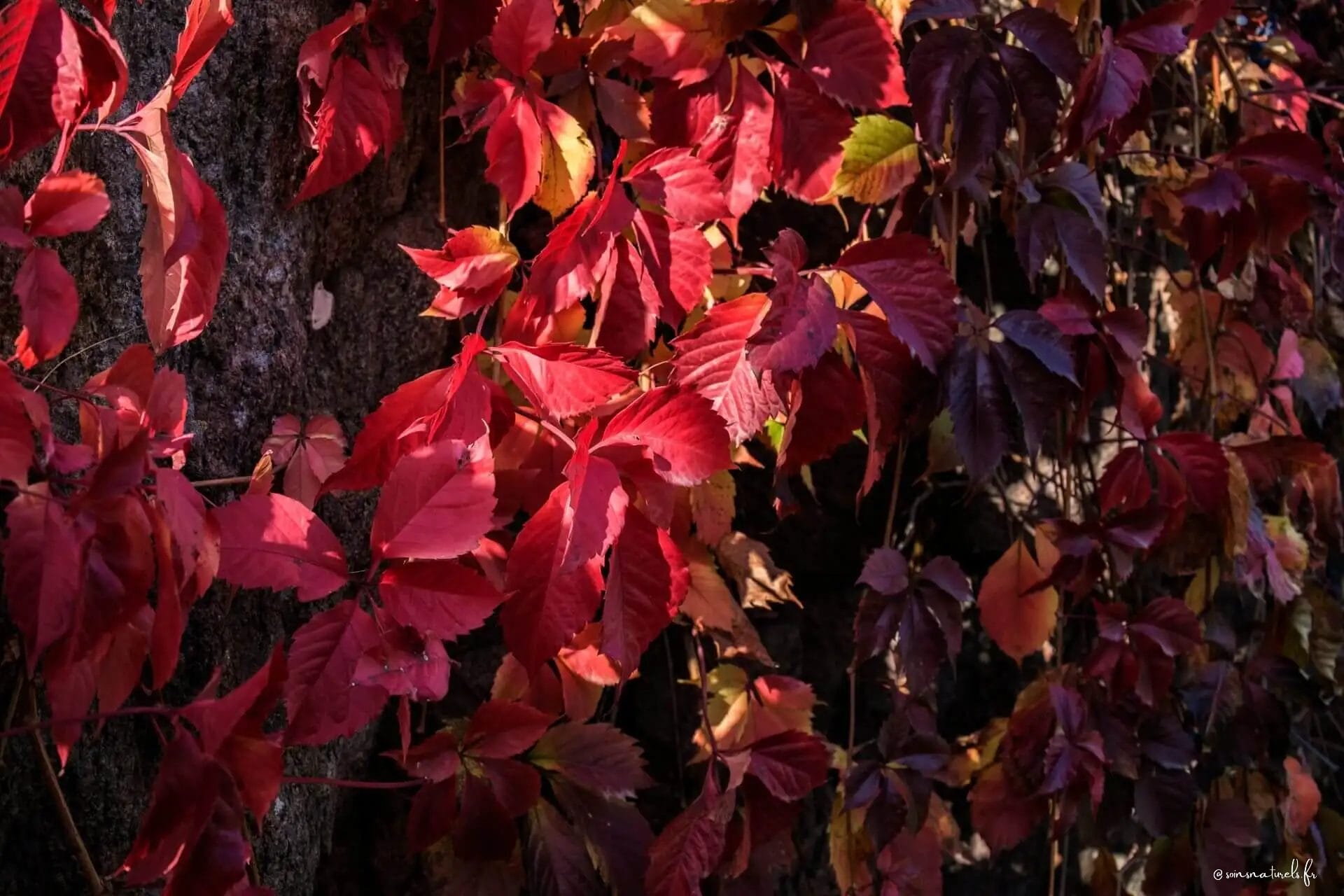 La vigne rouge, une alliée pour vos problèmes de circulation