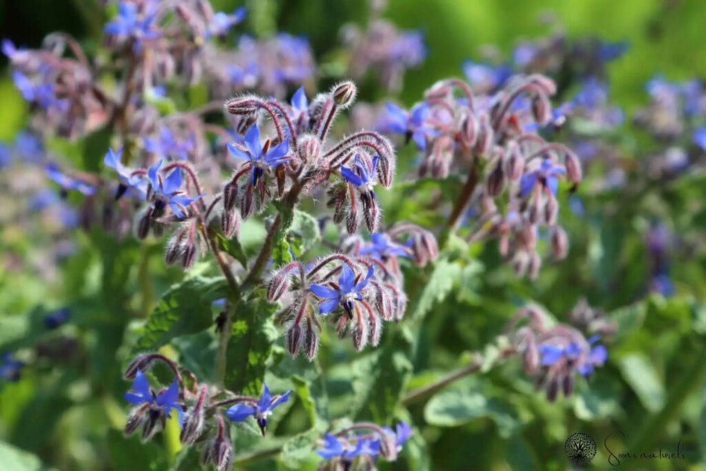 La bourrache : une plante miraculeuse pour une peau resplendissante