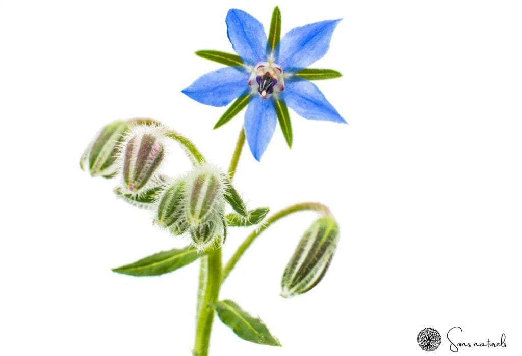 La bourrache : une plante miraculeuse pour une peau resplendissante