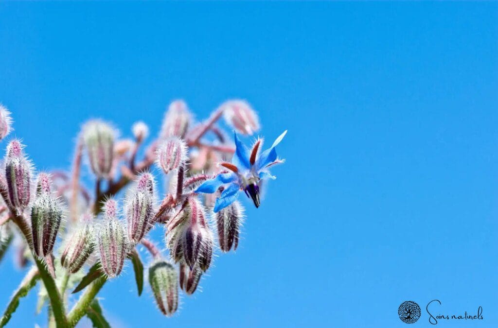 La bourrache : une plante miraculeuse pour une peau resplendissante