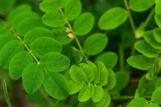 L'astragale : un allié naturel pour stimuler votre immunité