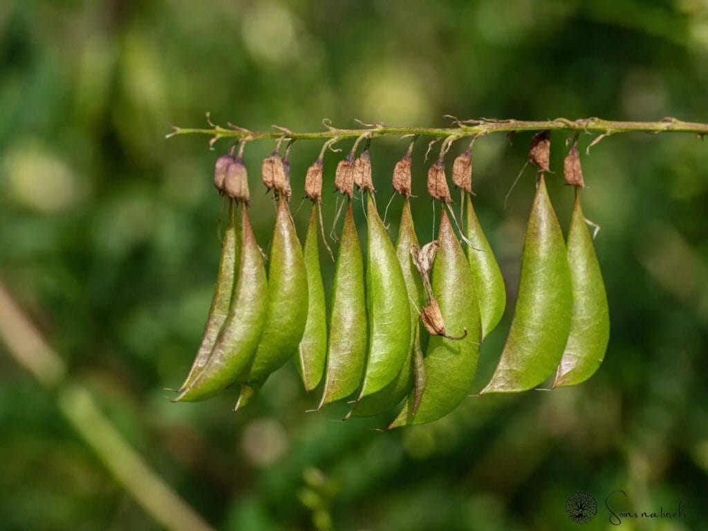 L'astragale : un allié naturel pour stimuler votre immunité