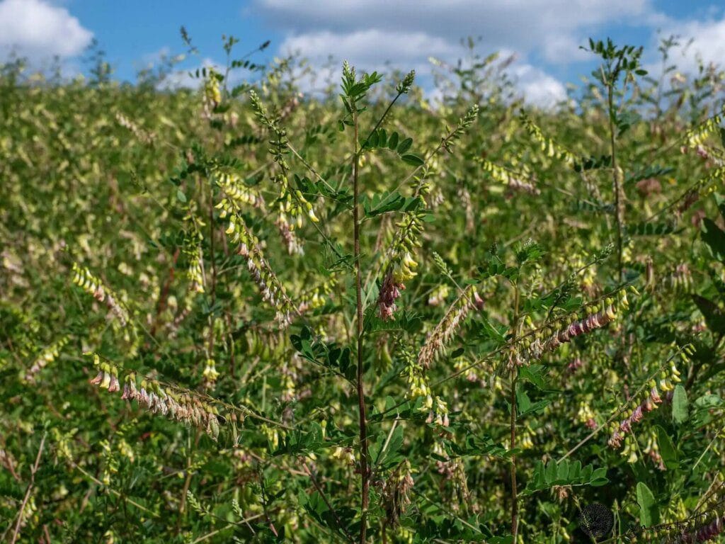 L'astragale : un allié naturel pour stimuler votre immunité