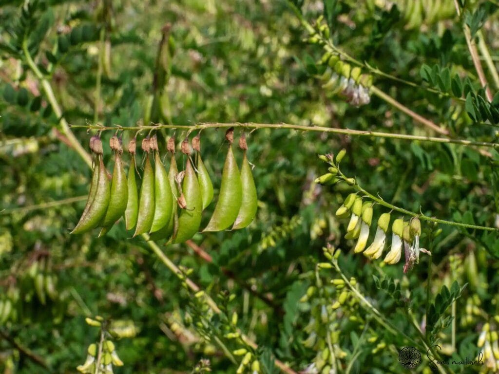 L'astragale : un allié naturel pour stimuler votre immunité