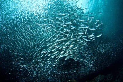Pourquoi les sardines sont-elles bonnes pour les os et la santé en général ?