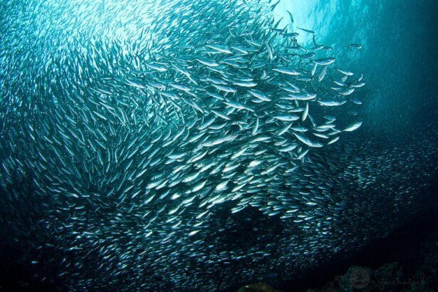 Pourquoi les sardines sont-elles bonnes pour les os et la santé en général ?