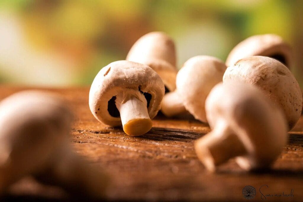 Profitez des bienfaits des champignons de Paris au quotidien