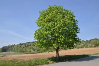 Le marronnier d’Inde pour la perméabilité et la tonicité de la paroi veineuse