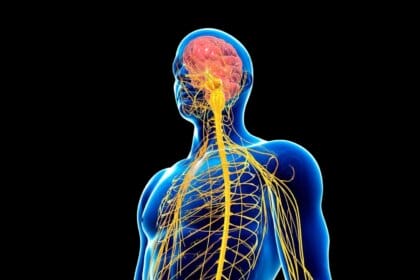 Les déséquilibres neurovégétatifs et leurs répercussions sur les neurotransmetteurs majeurs