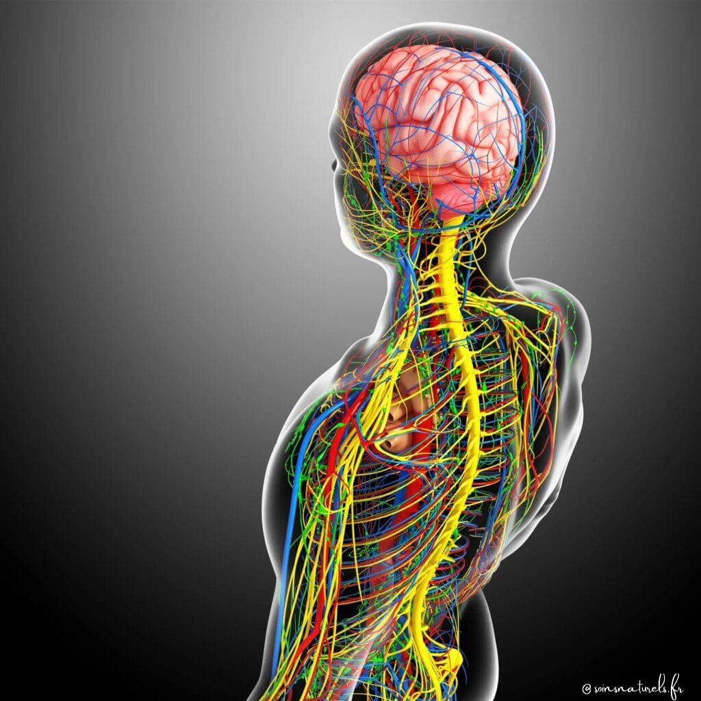 Les déséquilibres neurovégétatifs et leurs répercussions sur les neurotransmetteurs majeurs