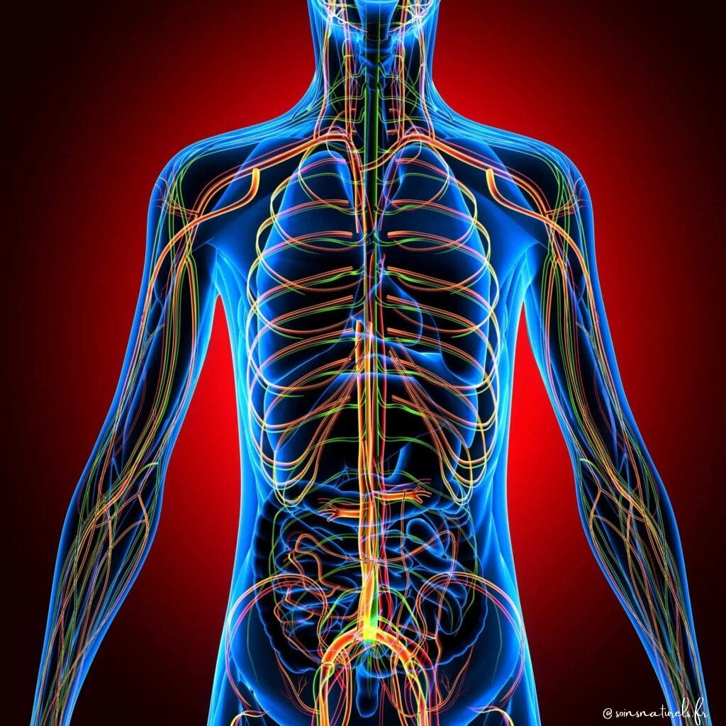 Les déséquilibres neurovégétatifs et leurs répercussions sur les neurotransmetteurs majeurs