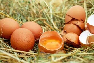 Les œufs, une source nutritionnelle inégalée pour notre corps