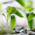 Médecine naturelle : les bienfaits des soins énergétiques et remèdes à base de plantes