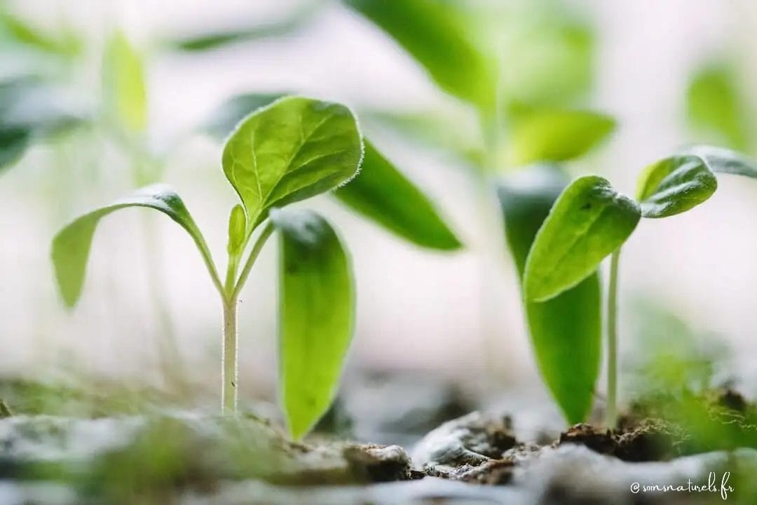 Médecine naturelle : les bienfaits des soins énergétiques et remèdes à base de plantes