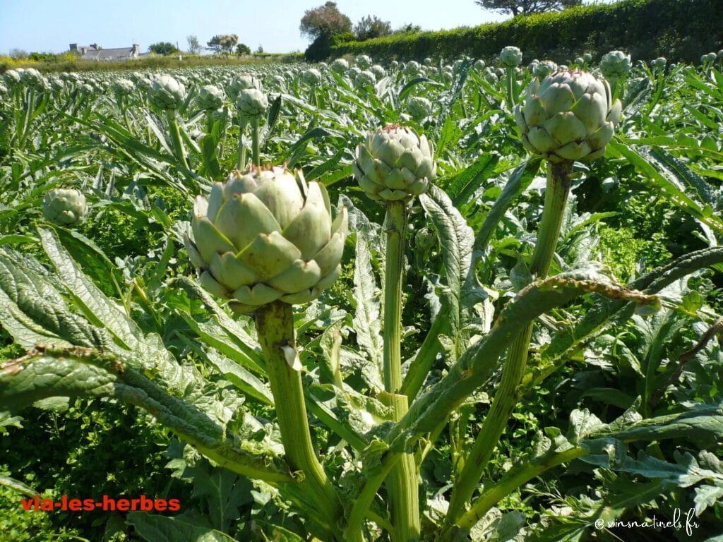 Les alliés naturels de votre foie : l'artichaut et le chrysantellum