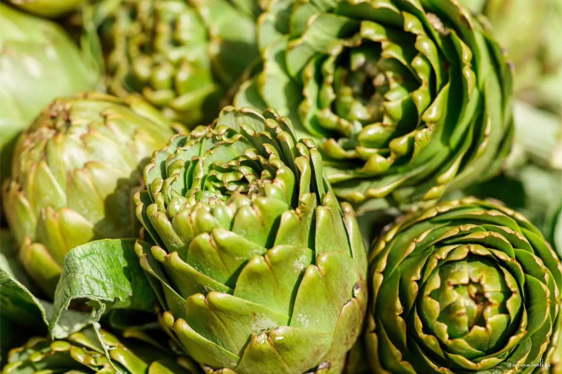 Les alliés naturels de votre foie : l'artichaut et le chrysantellum