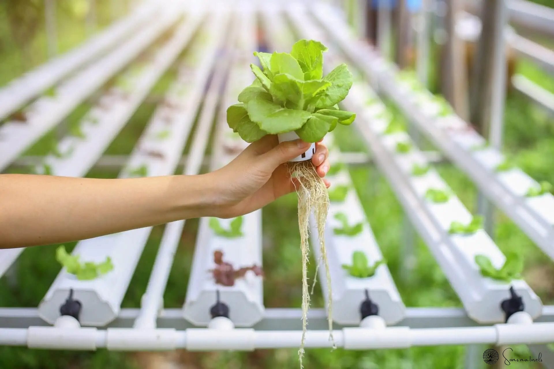 Les meilleures plantes adaptogènes riches en vitamines pour booster le système immunitaire