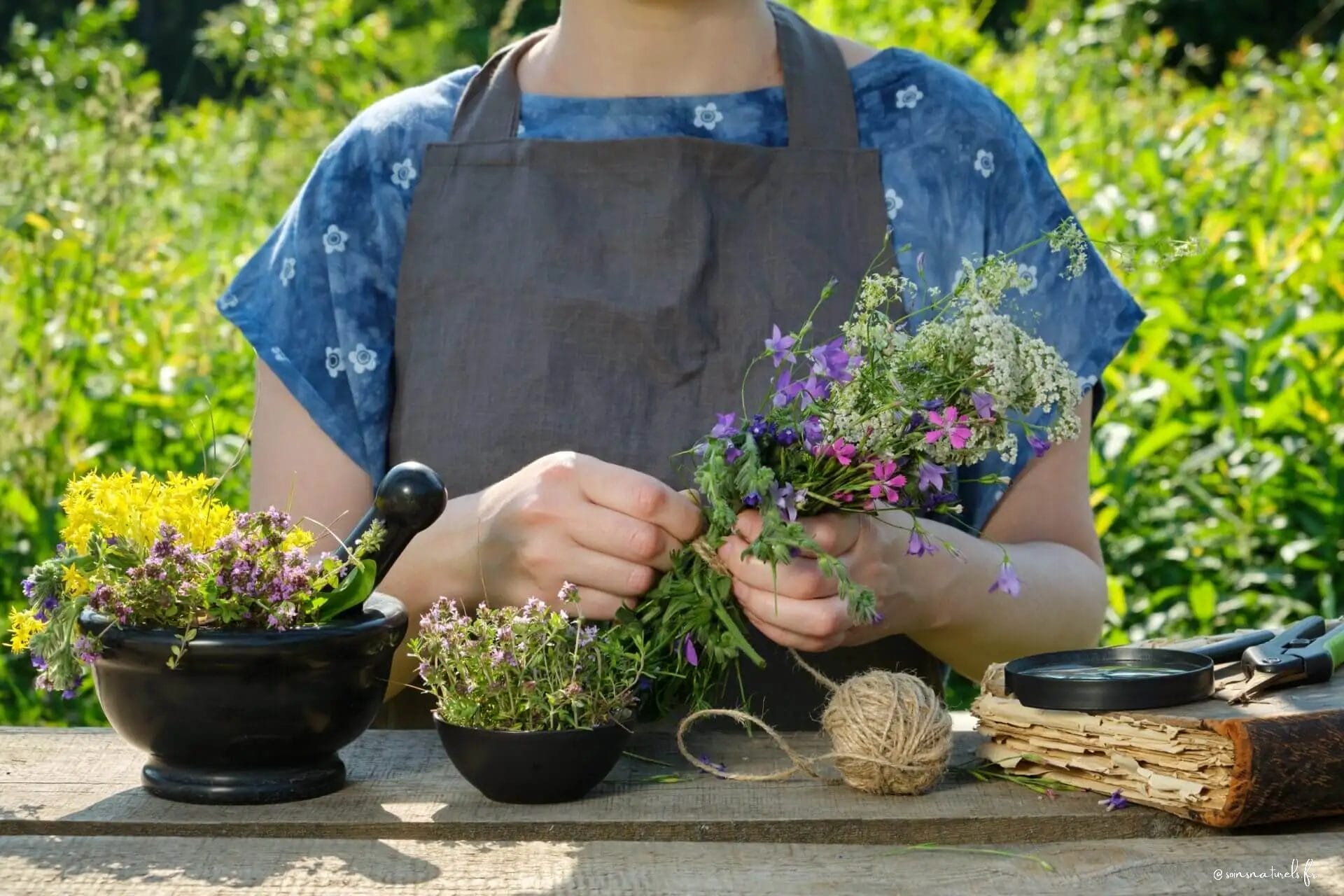 Médecine traditionnelle : découvrez les secrets des plantes médicinales anciennes