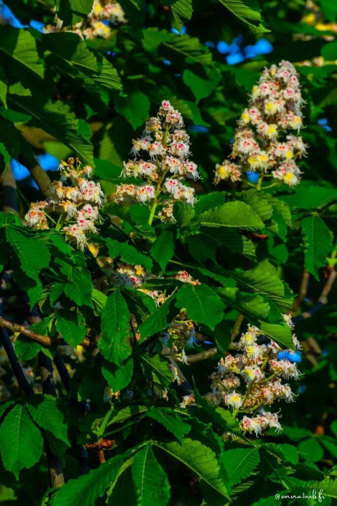 Soulagez vos problèmes veineux naturellement avec le marronnier d'Inde