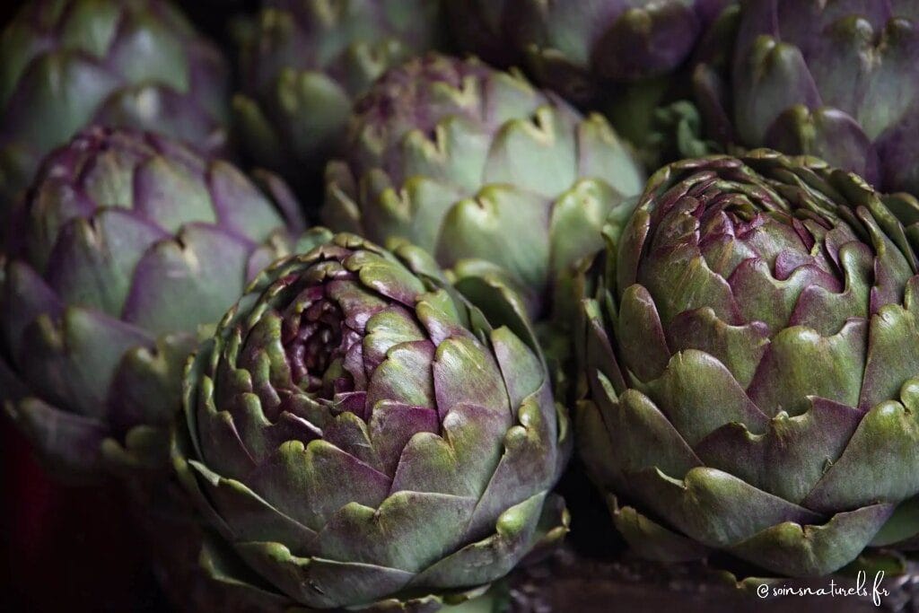 Les alliés naturels de votre foie : l'artichaut et le chrysantellum