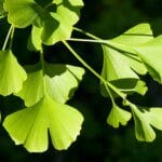 Ginkgo Biloba : un allié naturel pour une meilleure circulation sanguine