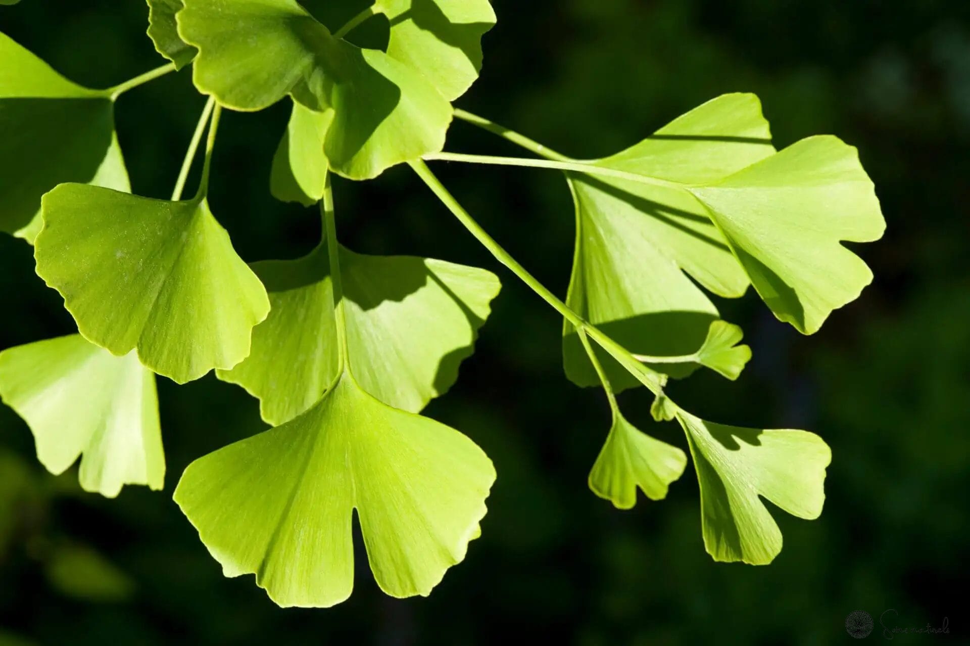 Ginkgo Biloba : un allié naturel pour une meilleure circulation sanguine