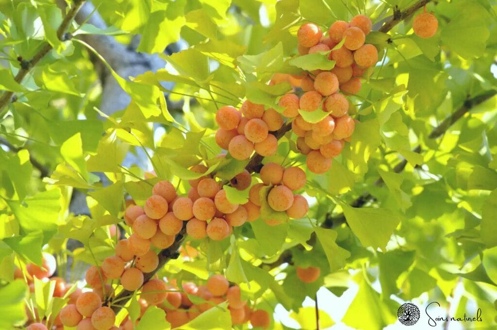 Ginkgo Biloba : un allié naturel pour une meilleure circulation sanguine