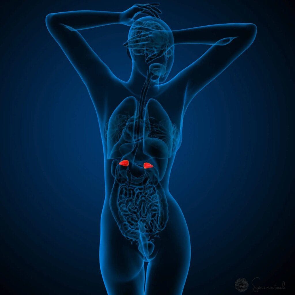 Le rôle des hormones dans le sommeil et le bien-être : un guide complet