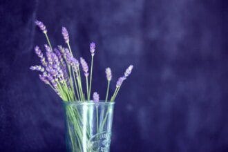 Les meilleures plantes sédatives pour traiter l'insomnie naturellement