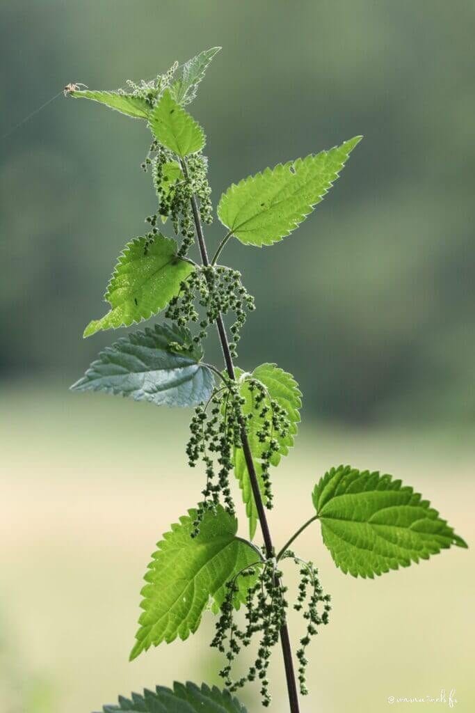 L'ortie : la plante dépurative qui transformera votre santé