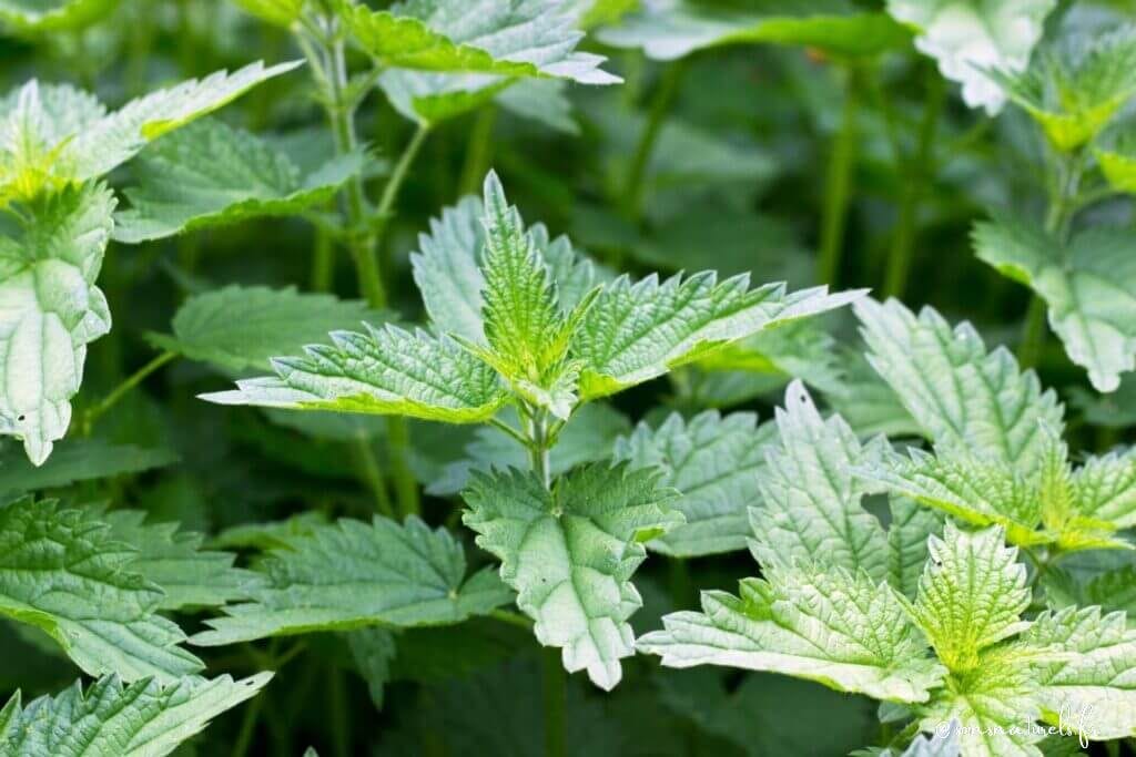 L'ortie : la plante dépurative qui transformera votre santé