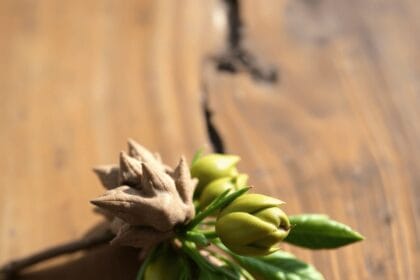 Bourgeons frais de chêne et de séquoia reposant sur un fond en bois, illuminés par une lumière vive, symbolisant la guérison naturelle, la tranquil...