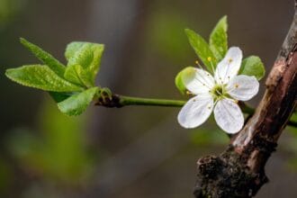 Naturopathie : comment booster votre énergie naturellement ?